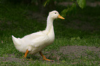 white duck