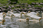 white ducks