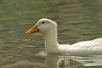 white duck