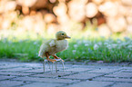 standing Duckling