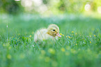 Chicks in the meadow