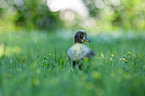 Chicks in the meadow