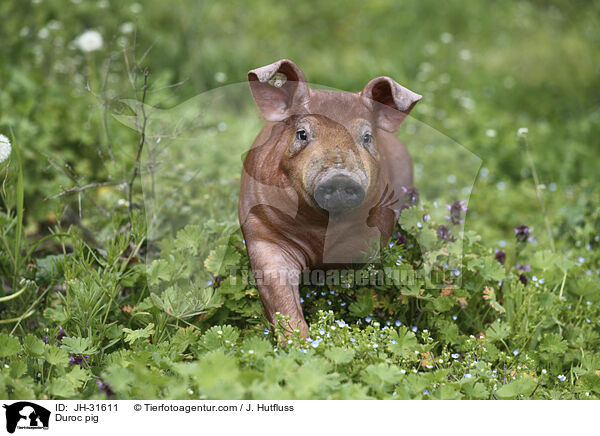 Duroc-Schwein / Duroc pig / JH-31611