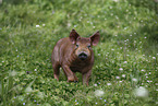 Duroc pig