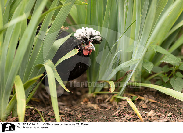 Dutch crested chicken / TBA-01412