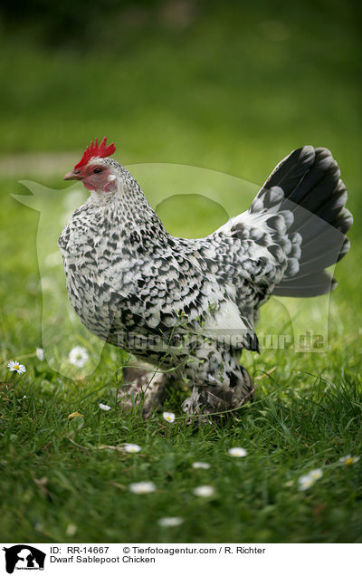 Federfiges Zwerghuhn / Dwarf Sablepoot Chicken / RR-14667