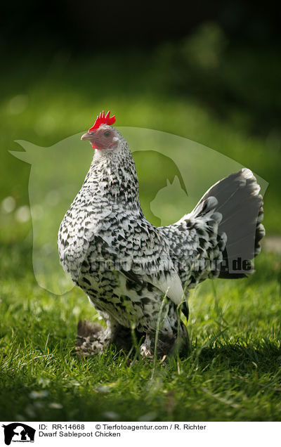 Dwarf Sablepoot Chicken / RR-14668