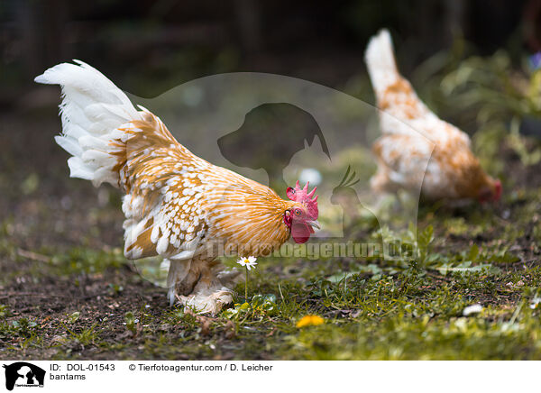 Federfige Zwerghhner / bantams / DOL-01543