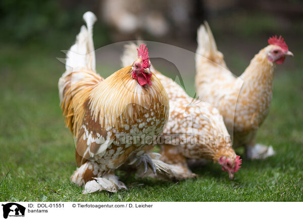 bantams / DOL-01551