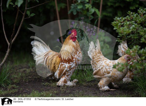 Federfige Zwerghhner / bantams / DOL-01552