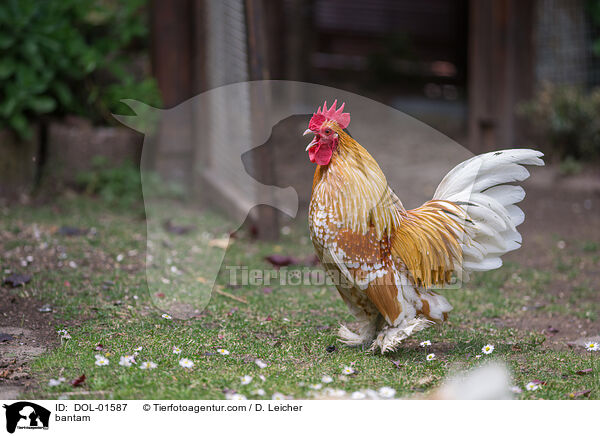 Federfiges Zwerghuhn / bantam / DOL-01587