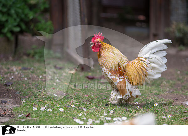Federfiges Zwerghuhn / bantam / DOL-01588