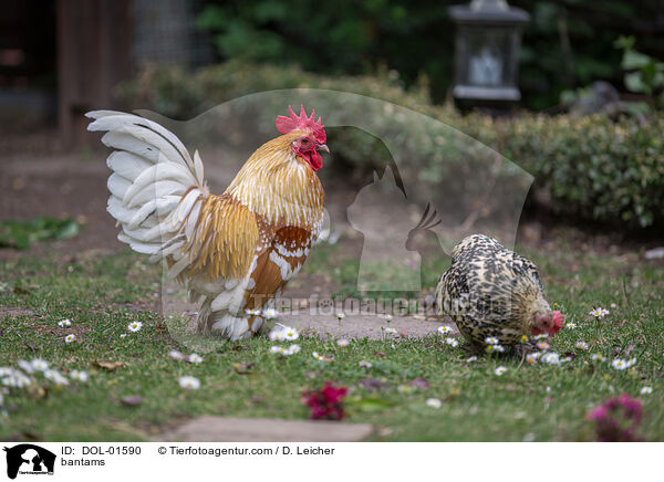 Federfige Zwerghhner / bantams / DOL-01590