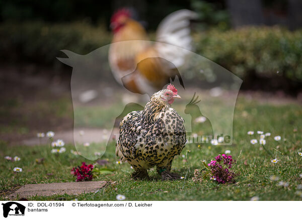 Federfige Zwerghhner / bantams / DOL-01594