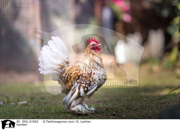 Federfiges Zwerghuhn / bantam / DOL-01602