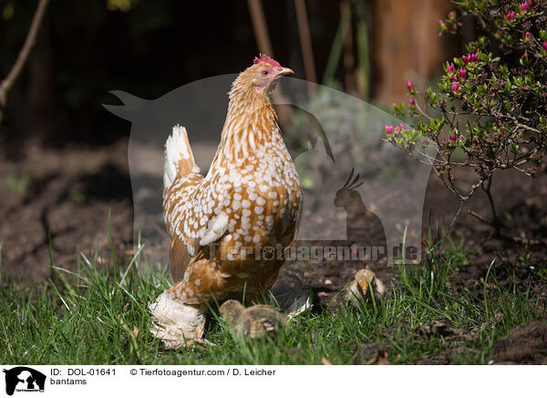 Federfige Zwerghhner / bantams / DOL-01641