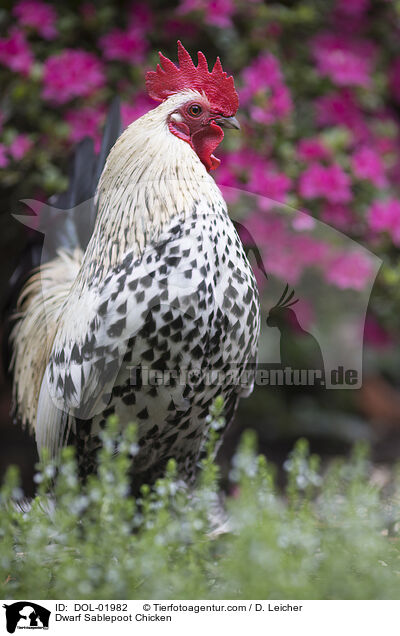 Dwarf Sablepoot Chicken / DOL-01982