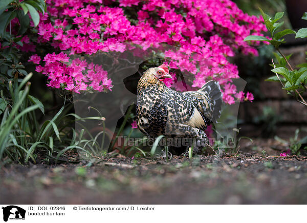 Federfiges Zwerghuhn / booted bantam / DOL-02346