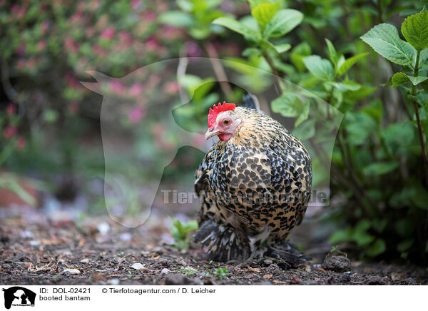 Federfiges Zwerghuhn / booted bantam / DOL-02421