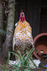 bantam