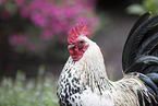 Dwarf Sablepoot Chicken