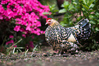 booted bantam