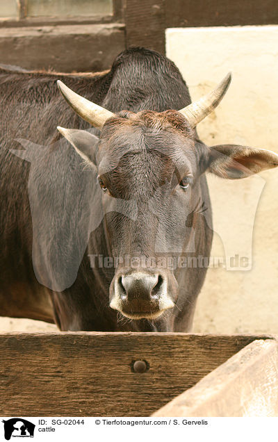Zwergzebu / cattle / SG-02044