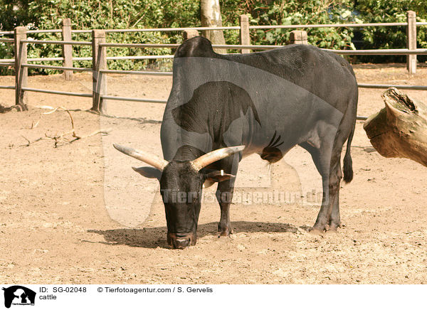 Zwergzebu / cattle / SG-02048