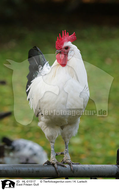 Ostfriesische Mwe / East Frisian Gull / HL-01517