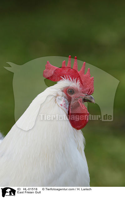 Ostfriesische Mwe / East Frisian Gull / HL-01518