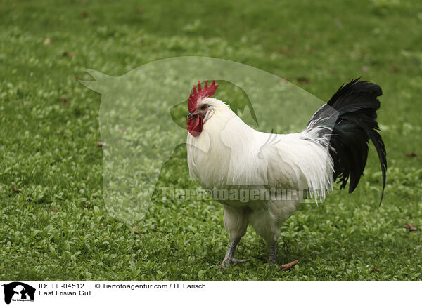 Sylter Mwe / East Frisian Gull / HL-04512