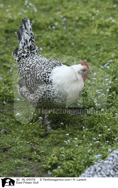 Sylter Mwe / East Frisian Gull / HL-04576