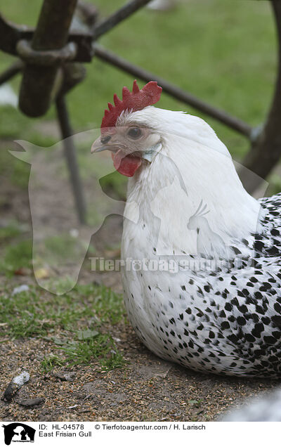 Sylter Mwe / East Frisian Gull / HL-04578