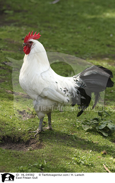 Sylter Mwe / East Frisian Gull / HL-04582