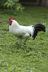 East Frisian Gull
