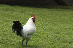 East Frisian Gull