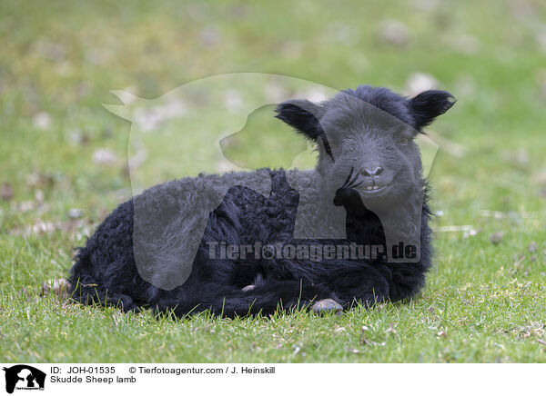 Skudde Sheep lamb / JOH-01535