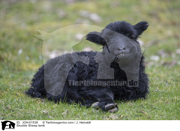 Skudde Lamm / Skudde Sheep lamb / JOH-01536