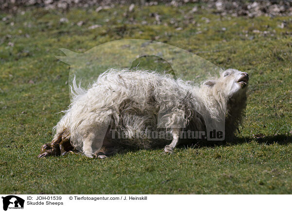 Skudde Sheeps / JOH-01539