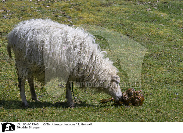 Skudden / Skudde Sheeps / JOH-01540