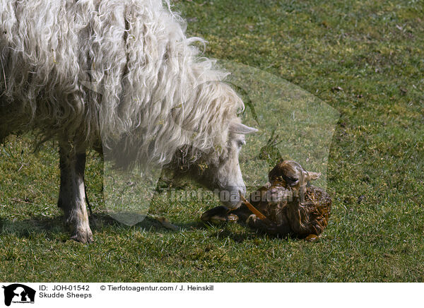 Skudde Sheeps / JOH-01542