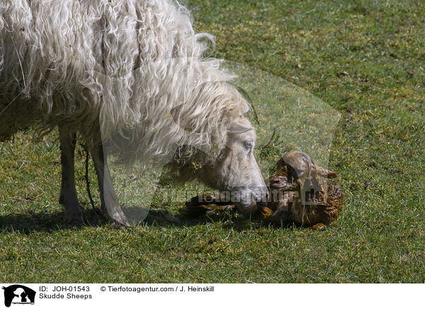 Skudde Sheeps / JOH-01543
