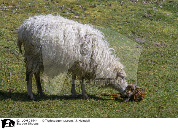 Skudde Sheeps / JOH-01544