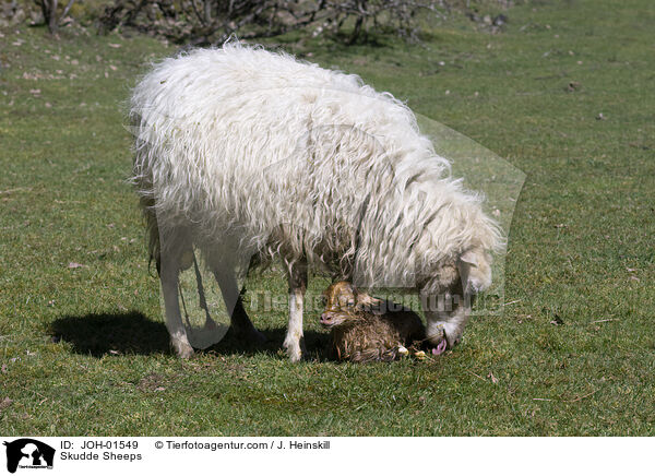 Skudde Sheeps / JOH-01549
