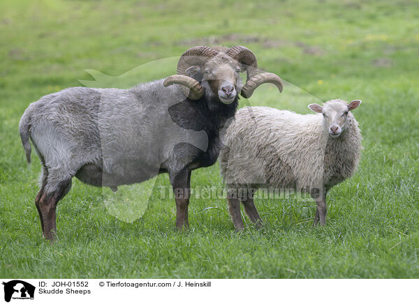 Skudde Sheeps / JOH-01552