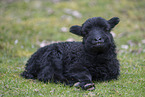Skudde Sheep lamb