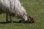Skudde Sheeps