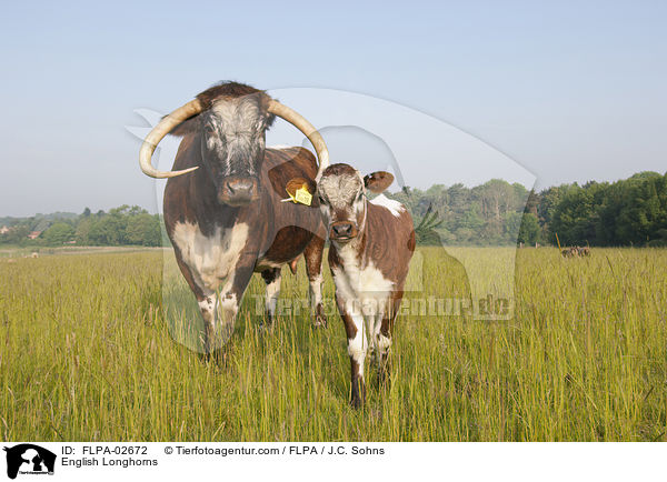 English Longhorns / English Longhorns / FLPA-02672