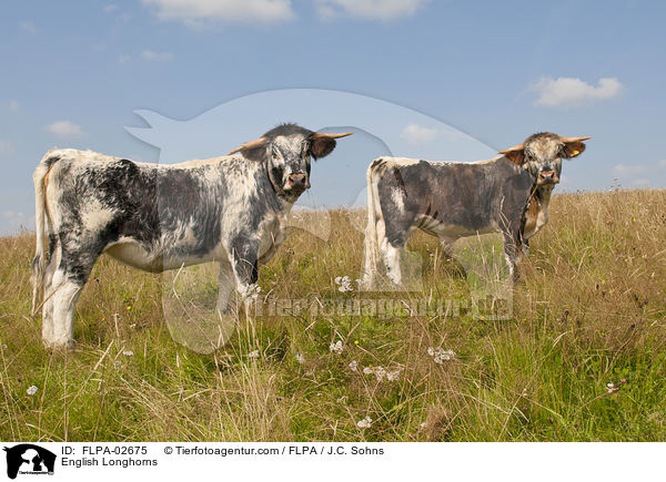 English Longhorns / FLPA-02675