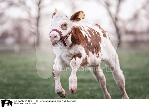 Fleckvieh cattle calf / MAK-01166